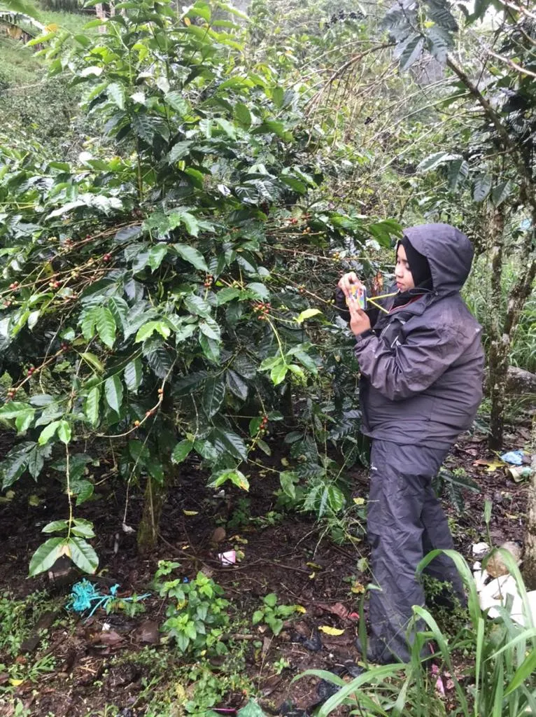 Hibah Risetmu, Dosen Agribisnis Unismuh Teliti Kopi Arabika di Gowa